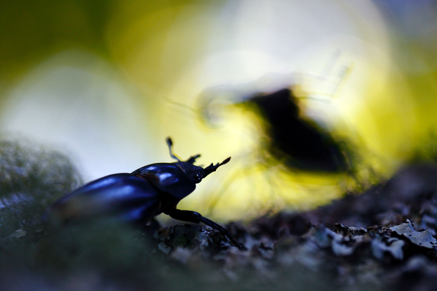 La lucane cerf-volant. © Jonathan Lhoir