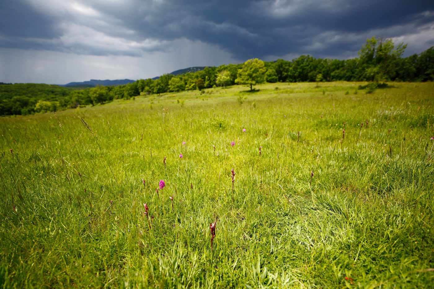 Orchidées dans les champs. © Jonathan Lhoir