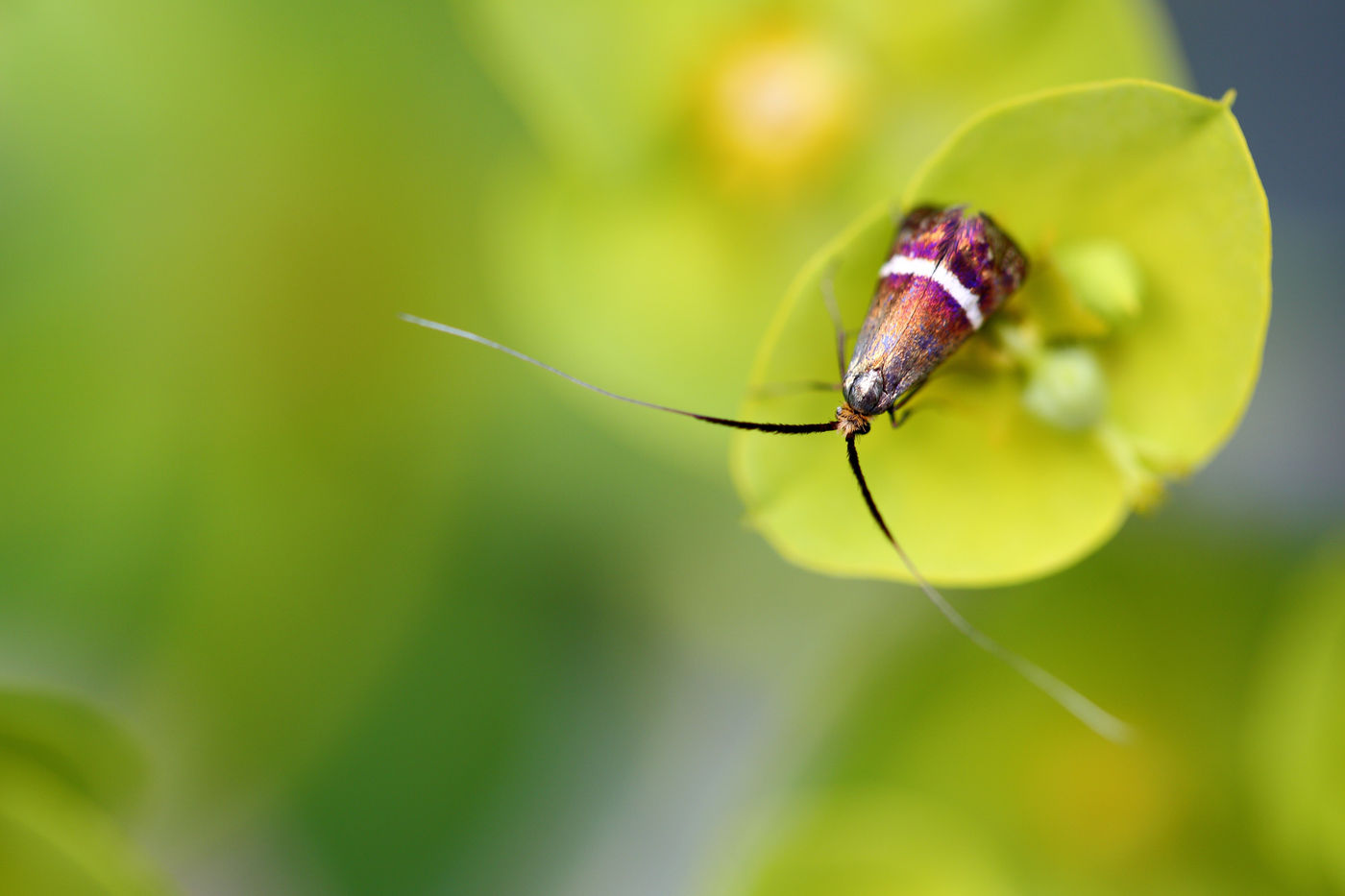 Adelidae aux couleurs incroyables. © Jonathan Lhoir