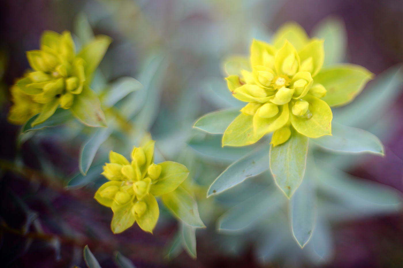 Les fleurs de la garrigue. © Jonathan Lhoir