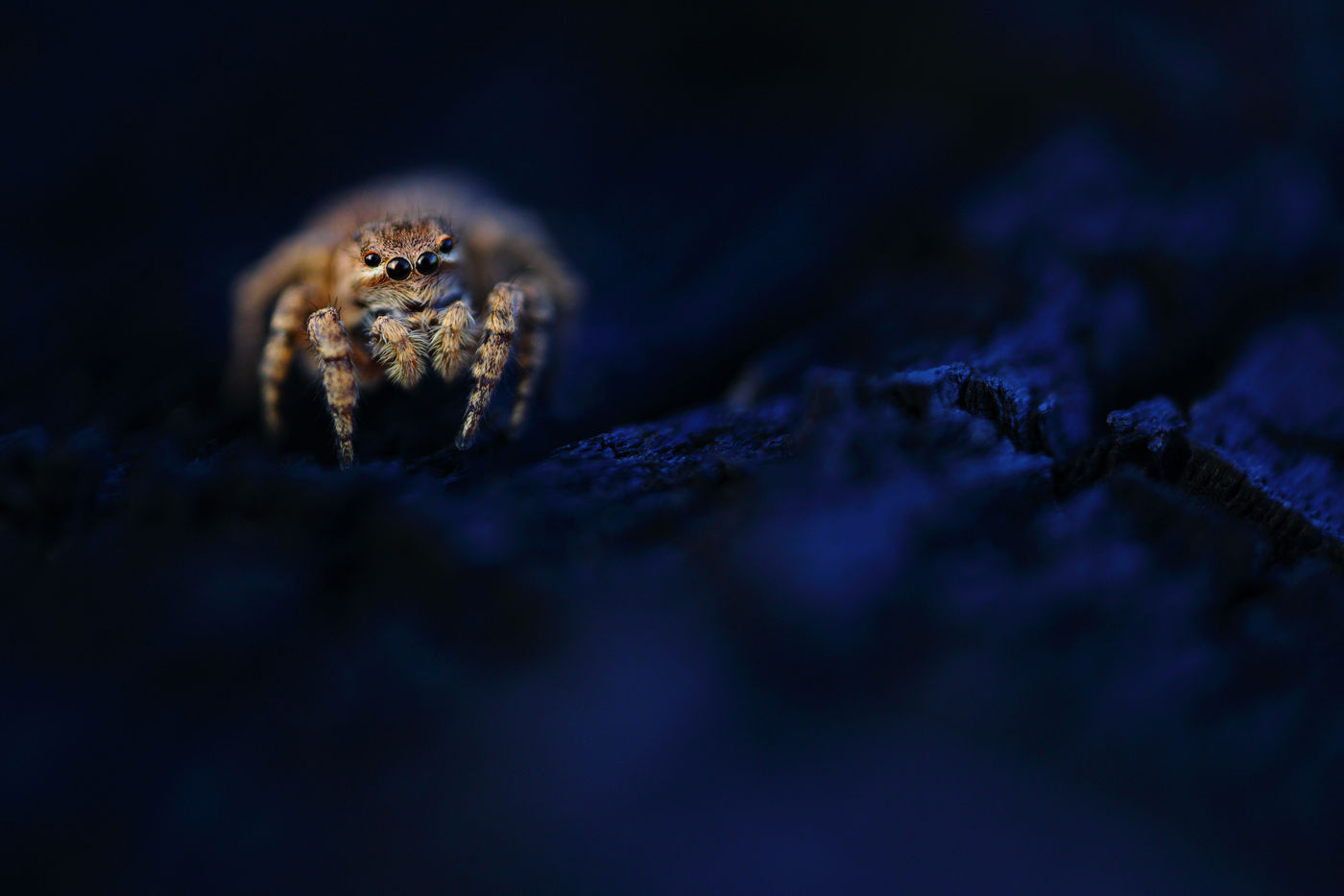 Araignée en quête d'une proie. © Jonathan Lhoir