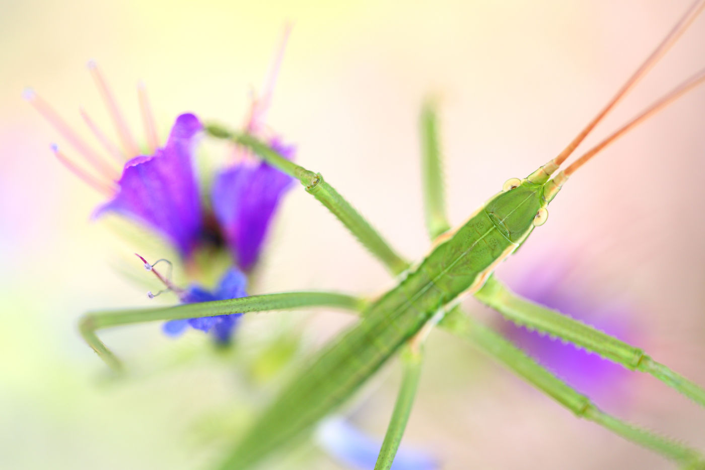 Aux couleurs des tiges. © Jonathan Lhoir