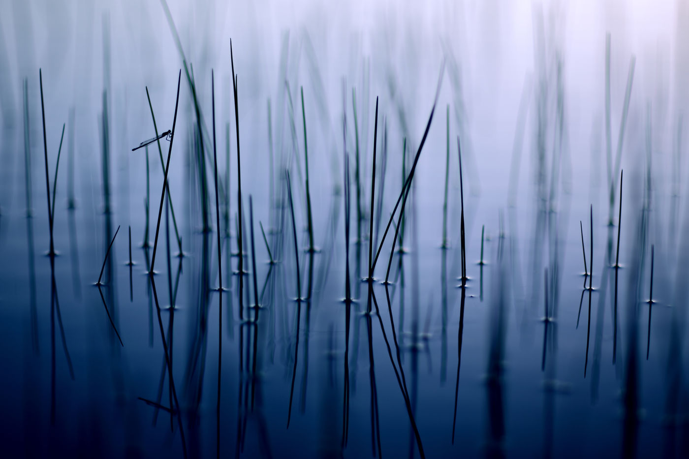 Agrion dans les joncs. © Jonathan Lhoir