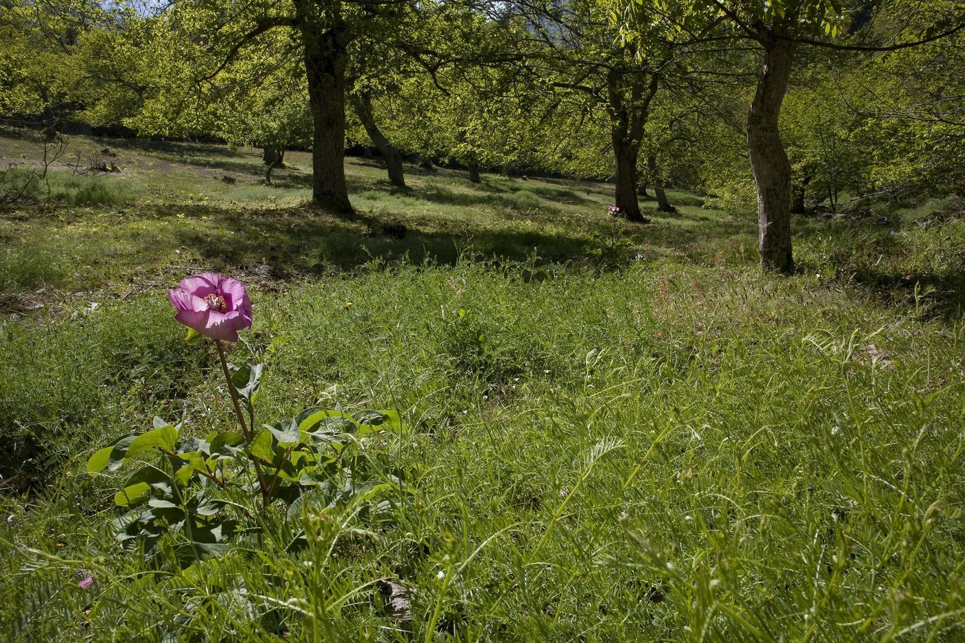 Een sfeerbeeld van een lokale boomgaard met weelderige ondergroei. © Patrick Keirsebilck 