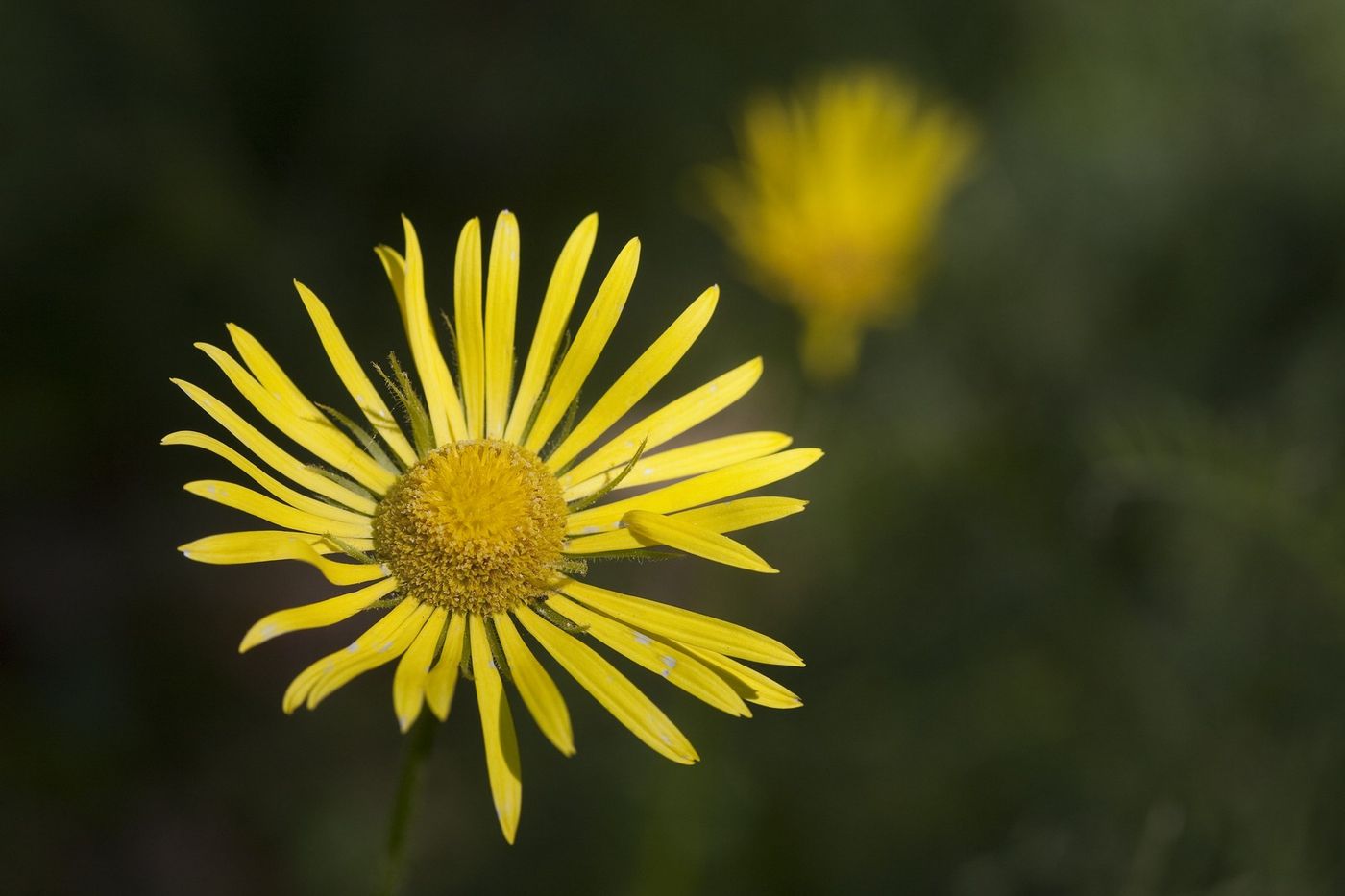 De voorjaarsflora is aanwezig. © Patrick Keirsebilck 