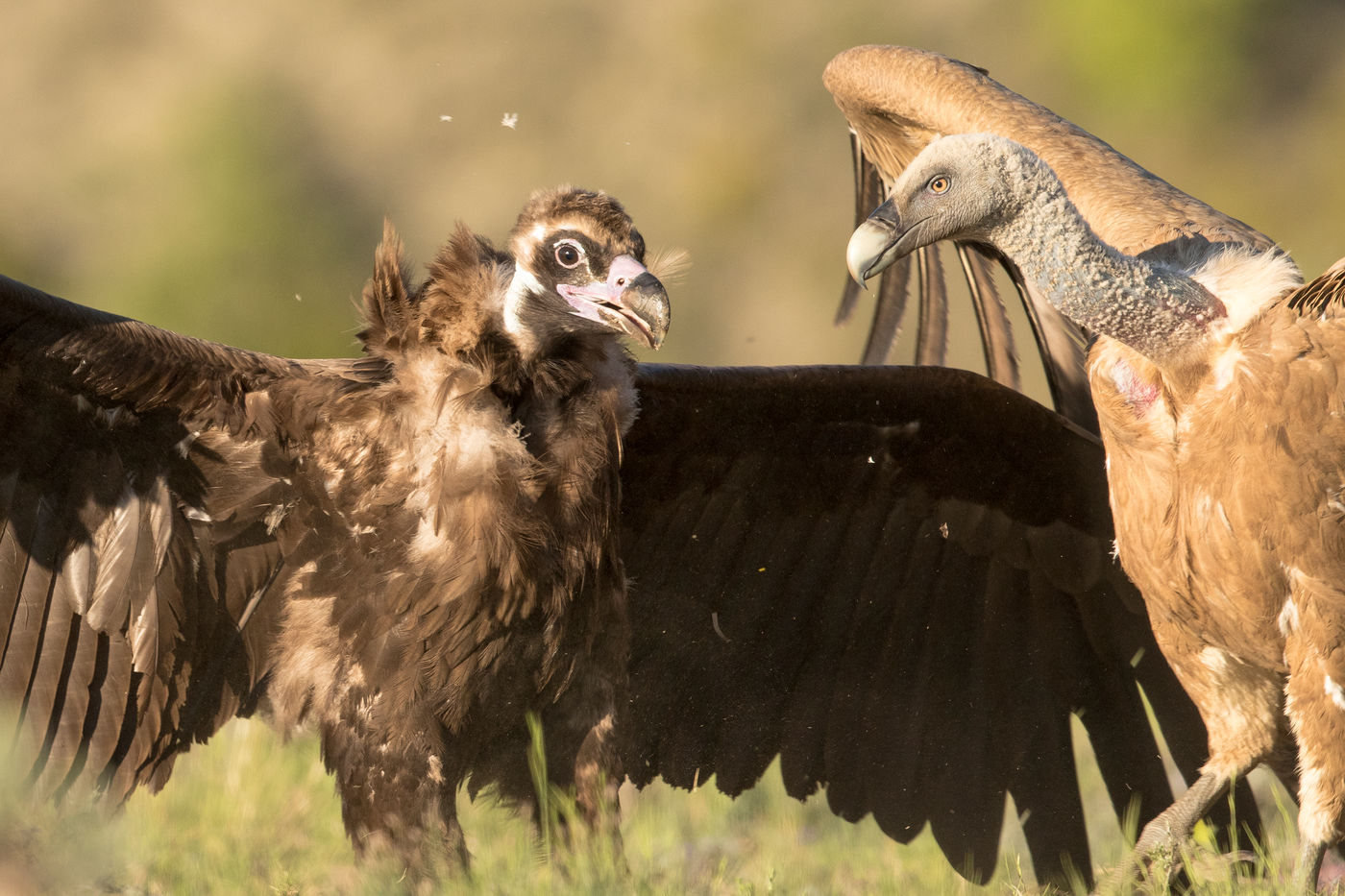 Een monniksgier in de clinch met een vale gier. © Rudi Debruyne