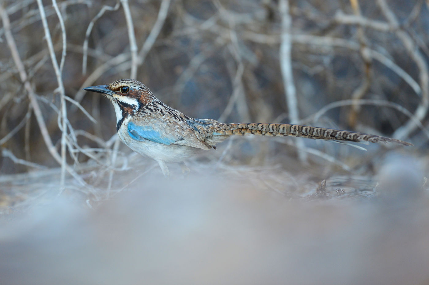 Le Long-tailed Ground Roller, un oiseau particulièrement fascinant. © Billy Herman