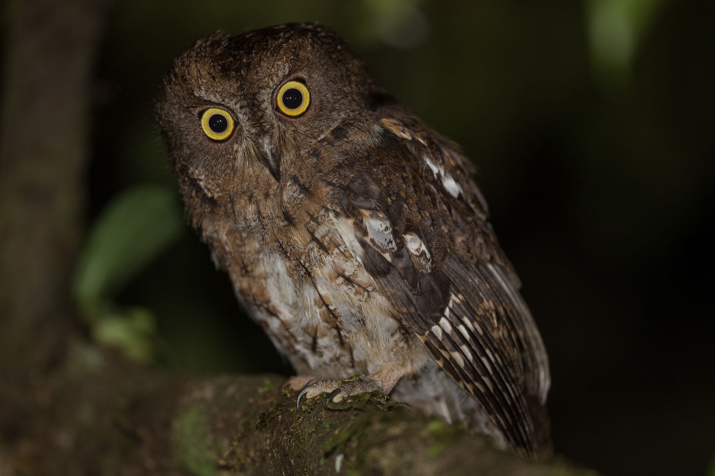 Madagascar Scops-owl, un autre oiseau endémique. © Billy Herman