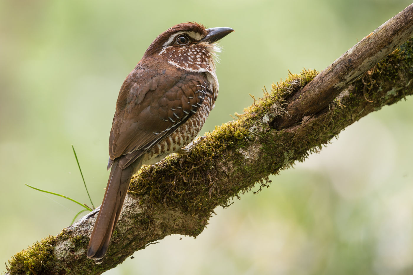 Short-legged Ground-roller sur son perchoir. © Billy Herman