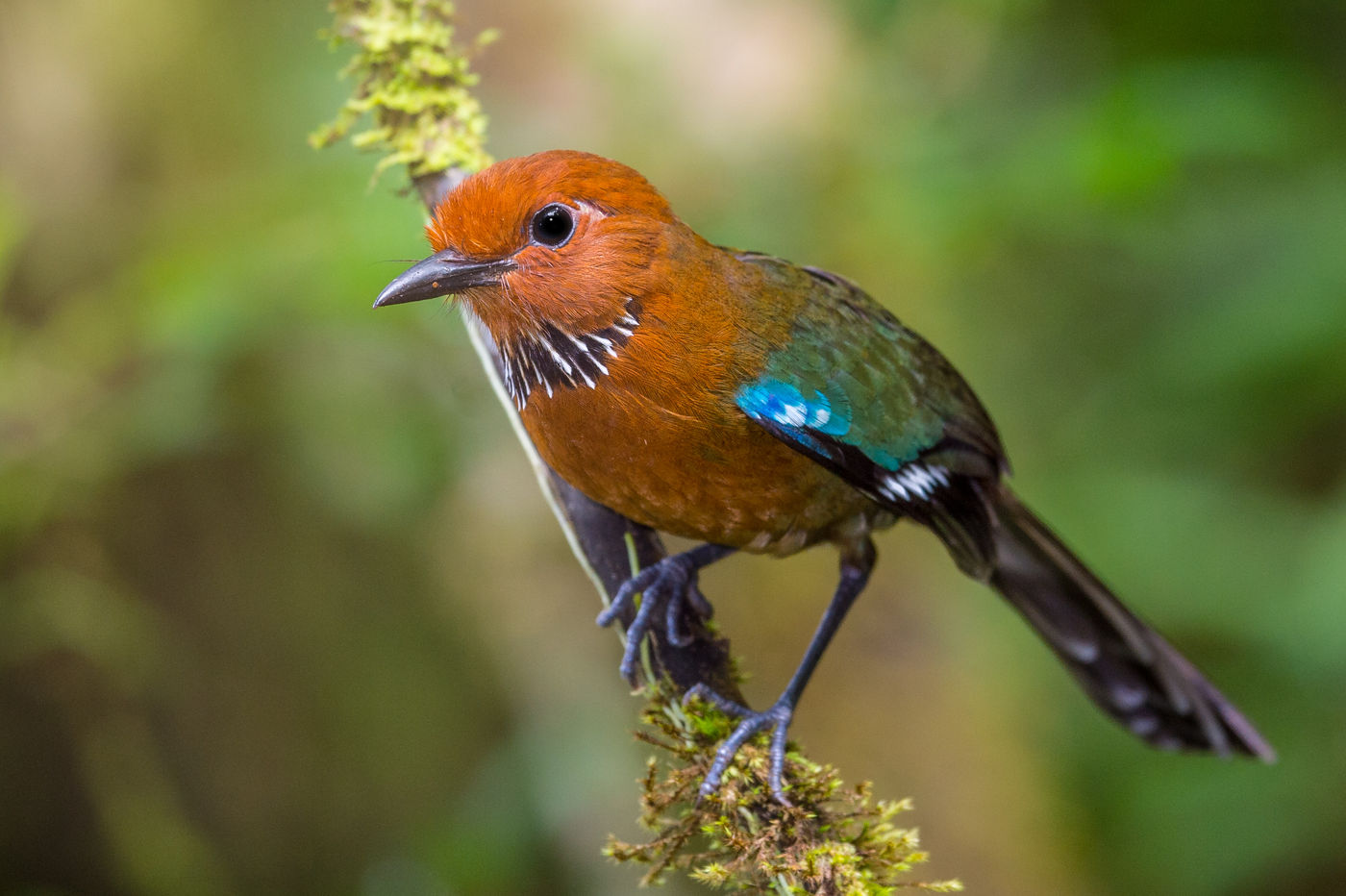 Rufous-headed ground-roller is ook een juweeltje. © Billy Herman