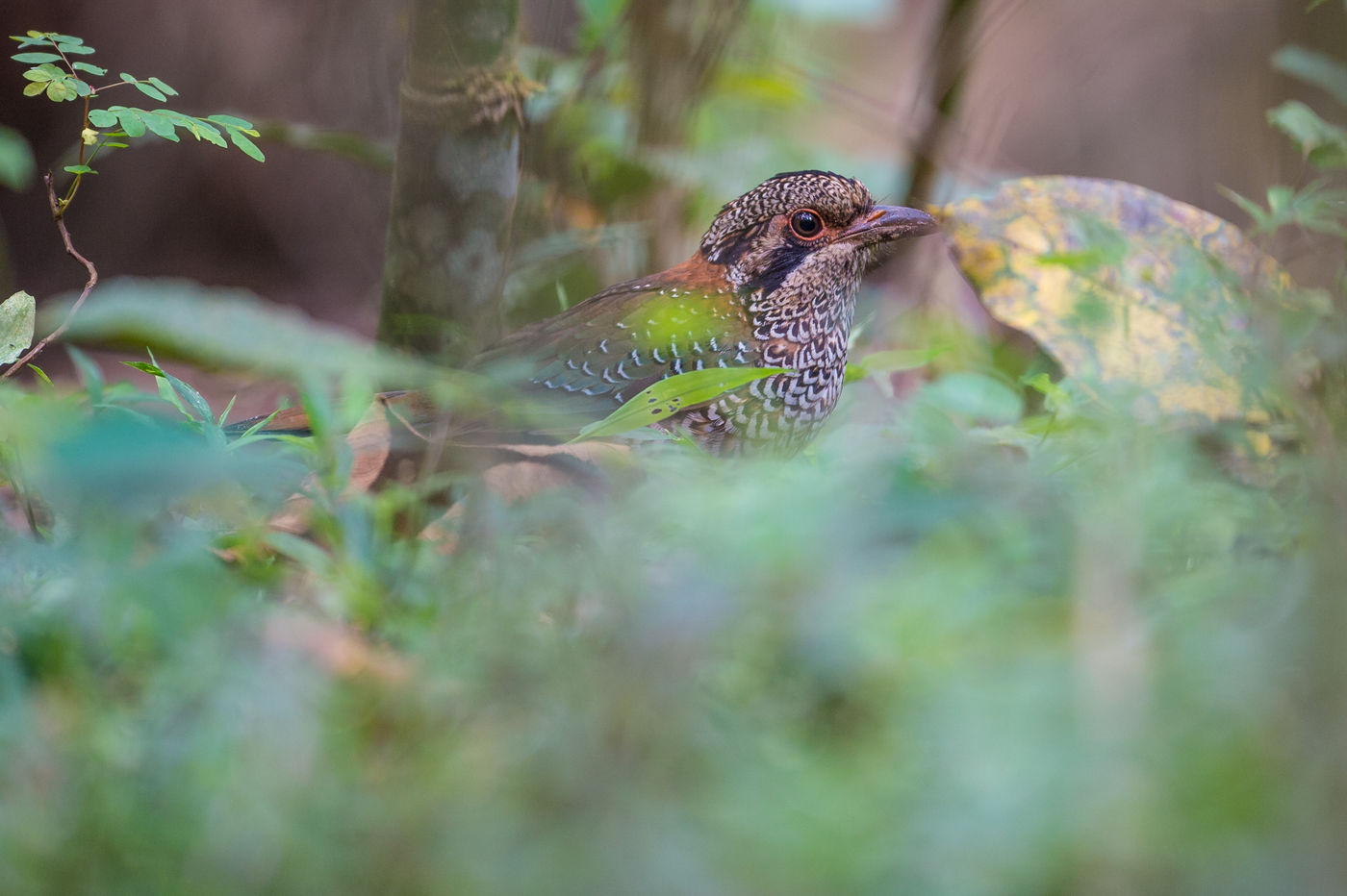 Le Scaly Ground-roller fait partie des targets principales durant tout voyage à Madagascar. © Billy Herman