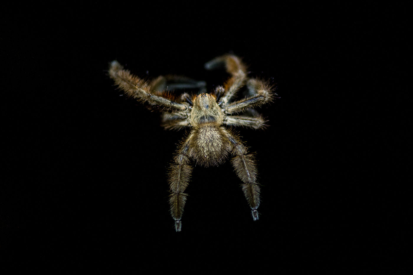 L'une des araignées croisées durant ce séjour. © Billy Herman