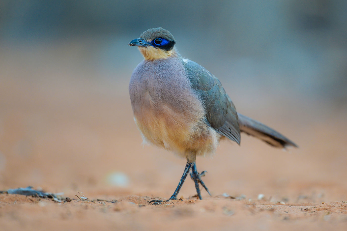 Ce Running Coua parade dans la plaine. © Billy Herman