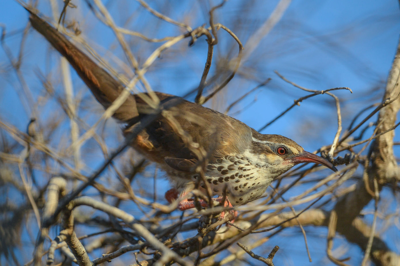 Le Subdesert Mesite est un oiseau très particulier, rappelant les Thrasher d'Amérique du Nord. © Billy Herman