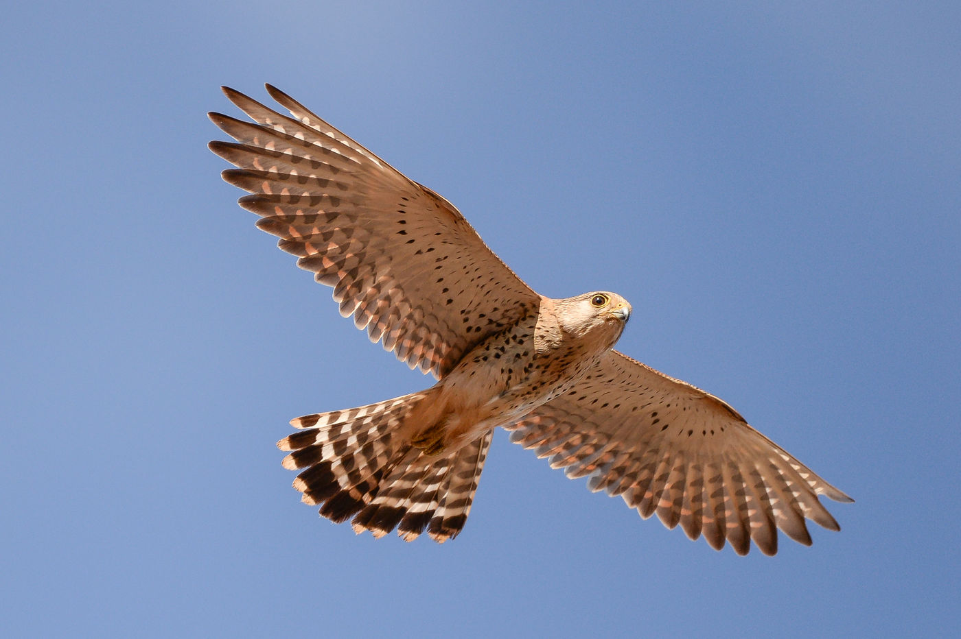 On peut généralement compter sur le Madagascar Kestrel dans le milieux forestiers ouverts. © Billy Herman