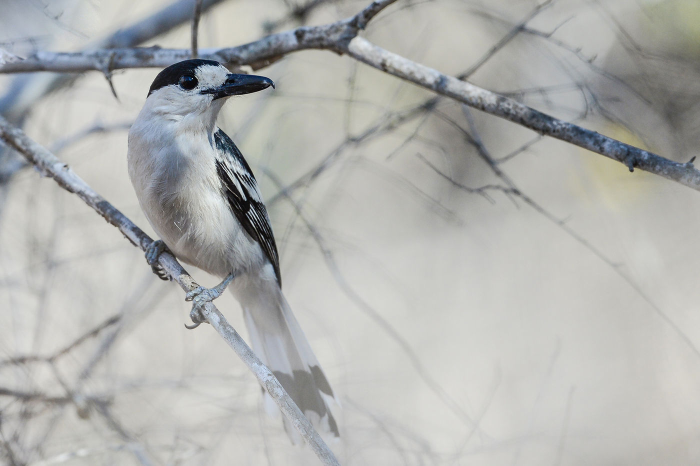 Le Hook-billed Vanga possède des airs de pie-grièche. © Billy Herman