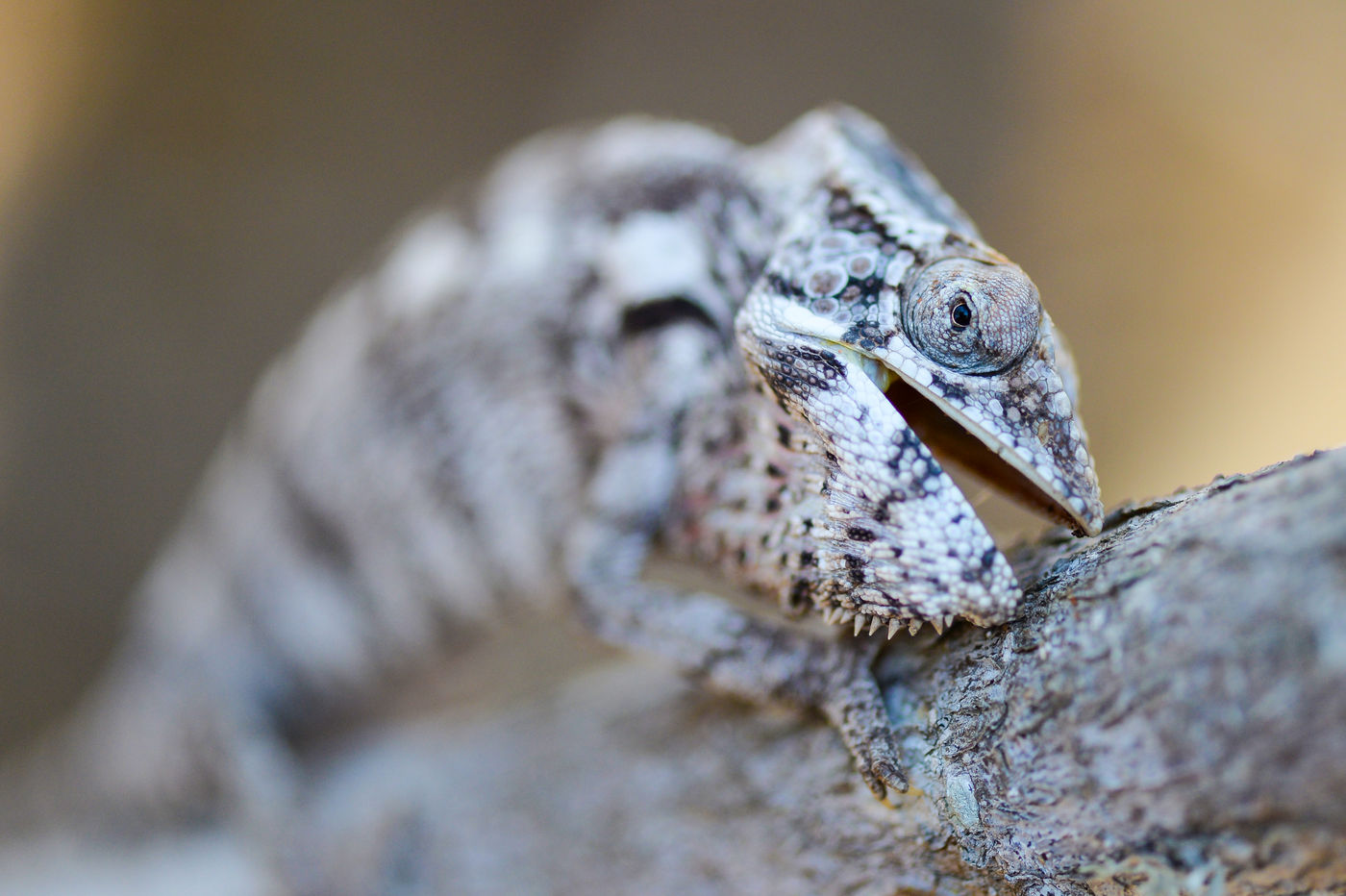 Proximité avec ce caméléon. © Billy Herman