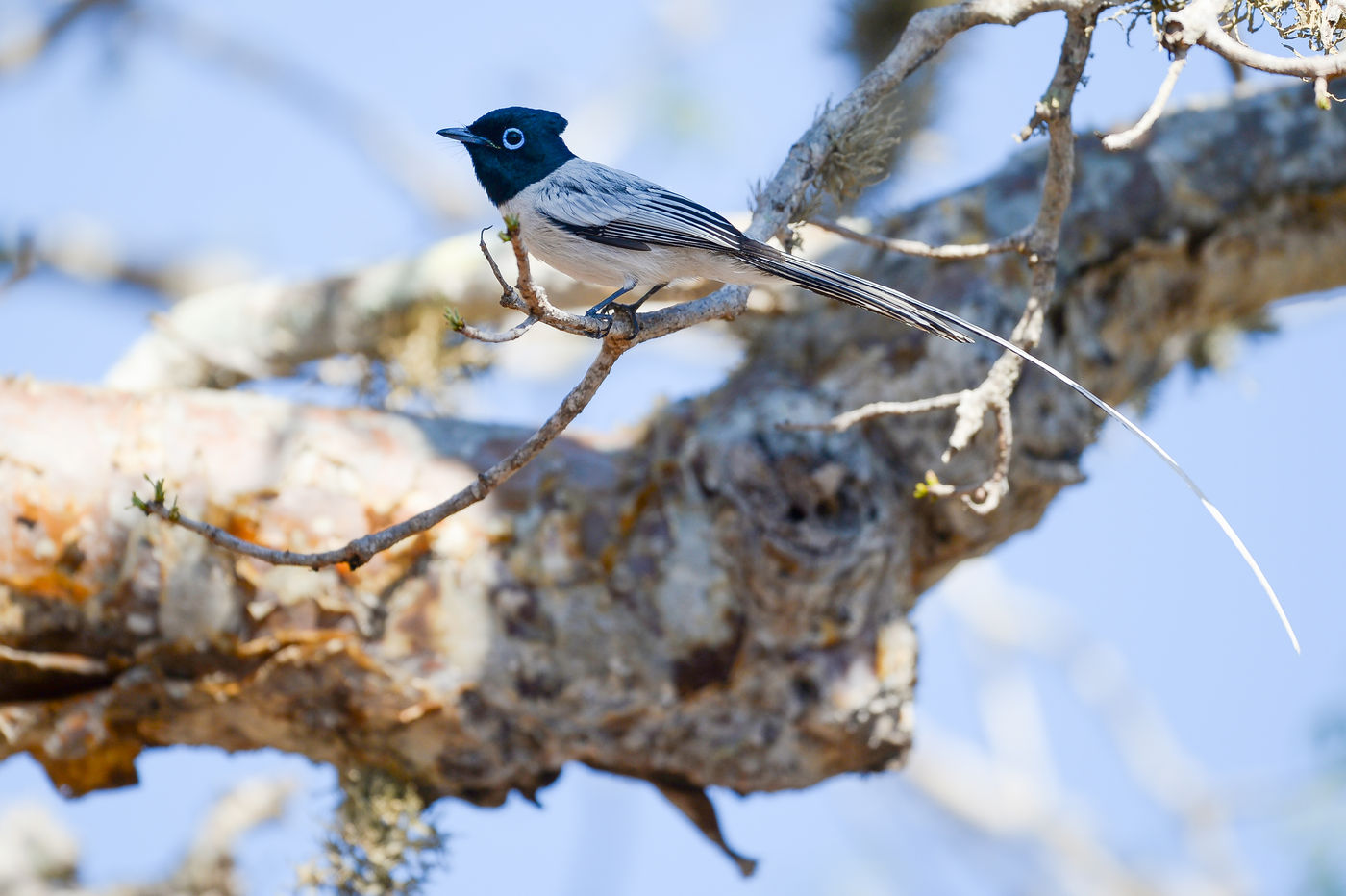 La queue du Madagascar Paradise Flycatcher est au-moins deux fois aussi longue que l'oiseau lui-même. © Billy Herman