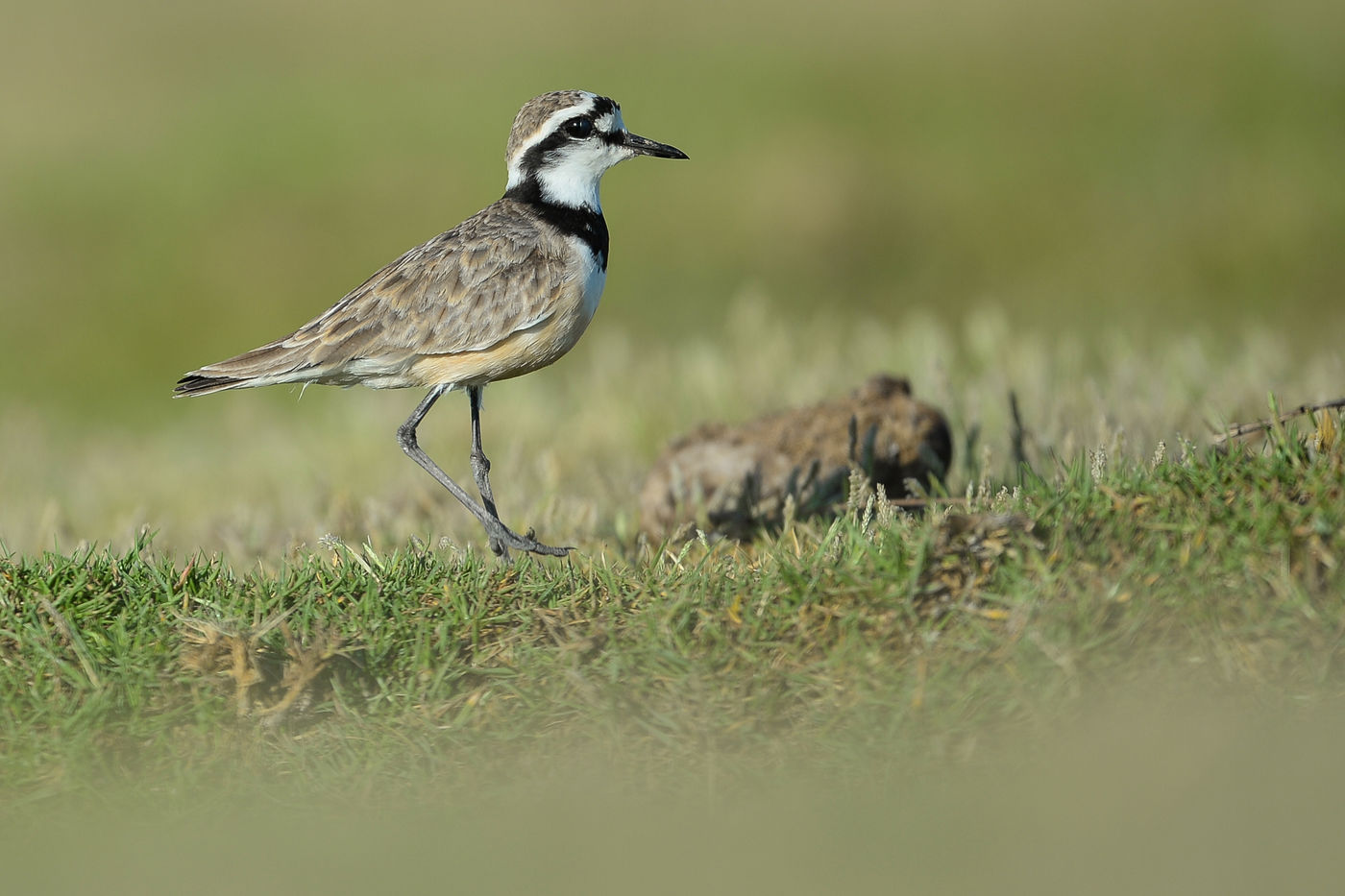 Le Madagascan Plover, une espèce plutôt courante dans les milieux ouverts. © Billy Herman