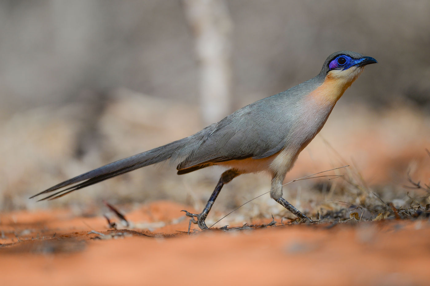 Ce Running Coua scrute le sol de la forêt à la recherche de lézards. © Billy Herman