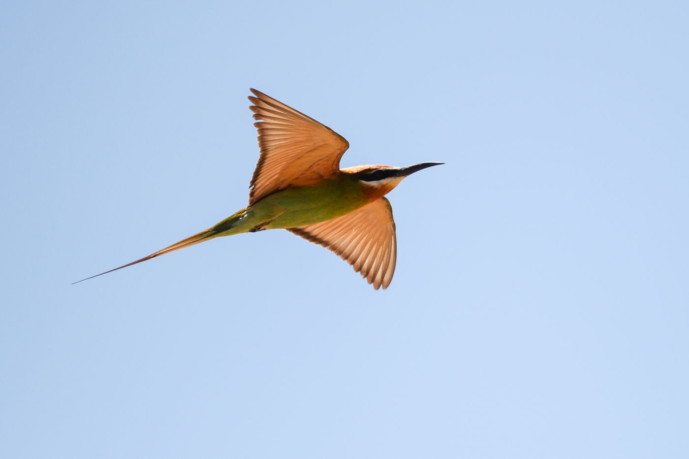 Un Olive Bee-eater traverse les airs à la recherche de nourriture. © Billy Herman