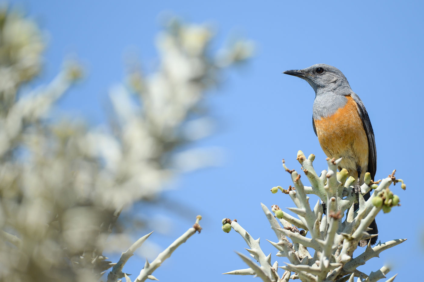 Un Forest Rock-thrush sur son poste d'observation. © Billy Herman