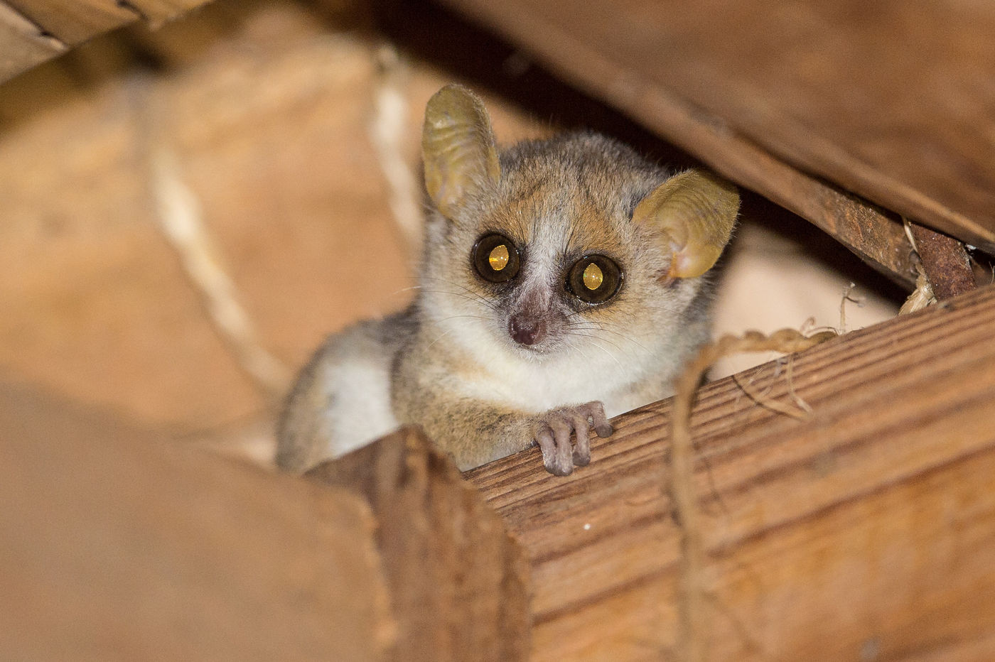 Les plus petites espèces ressemblent souvent à des souris, mais restent de vrais primates. © Billy Herman