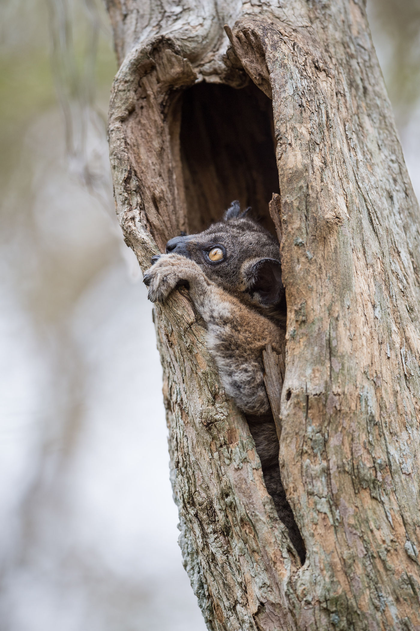 Les arbres creux servent de résidence à de nombreuses espèces. © Billy Herman