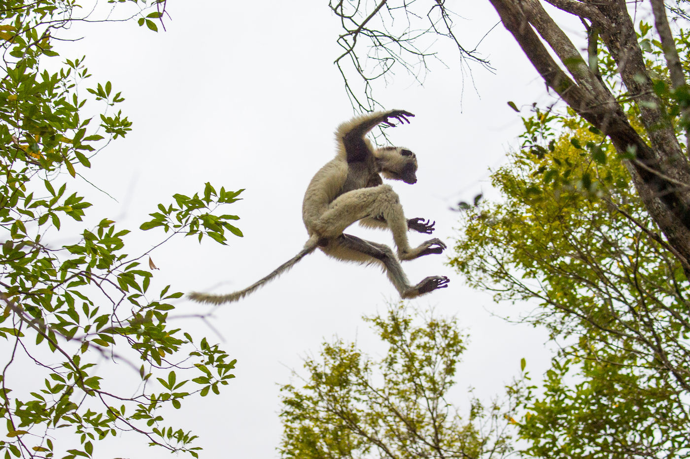 Un lémurien en pleine action. © Billy Herman