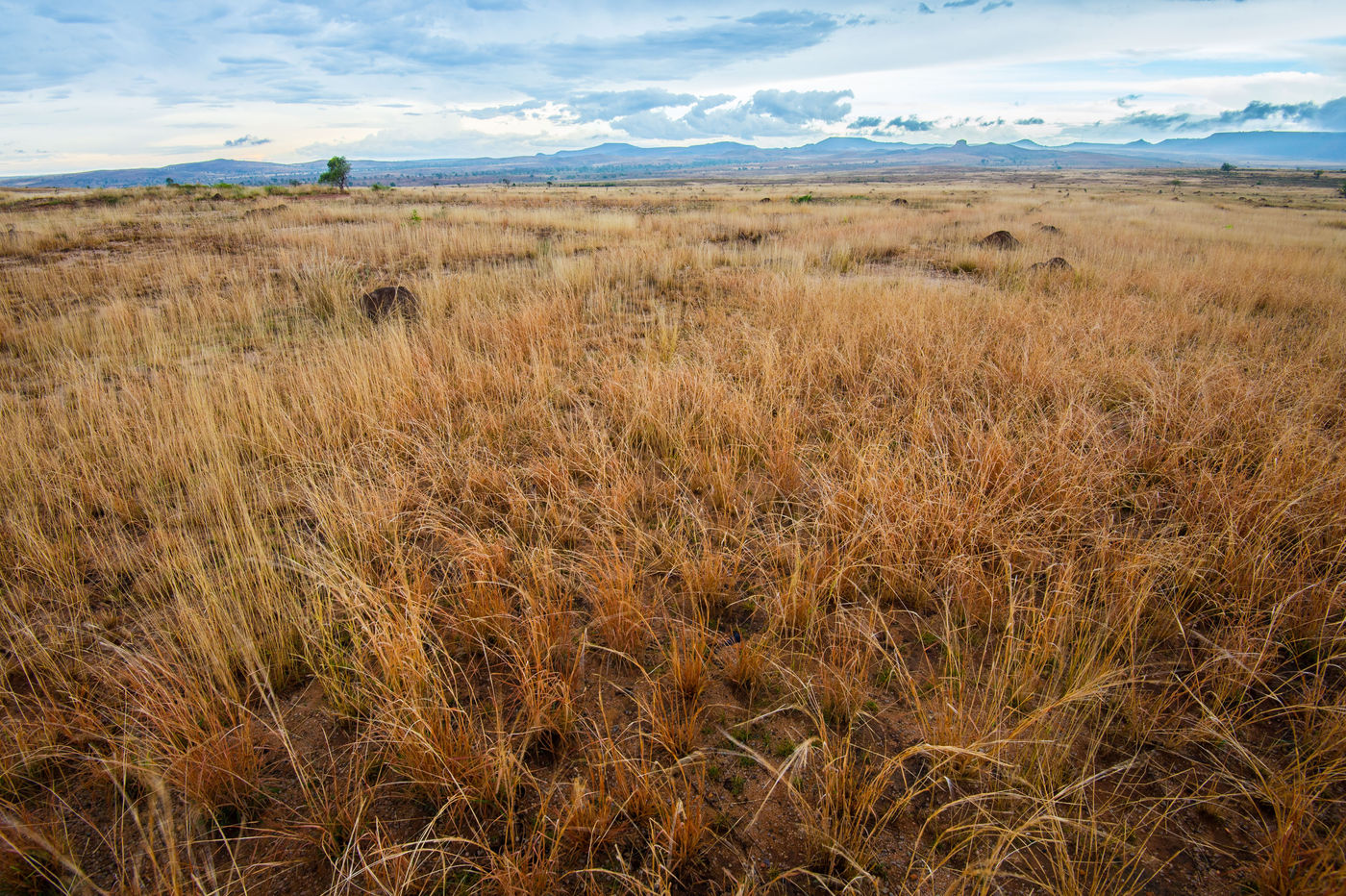 Les plaines de l'intérieur du pays sont un environnement complètement différent, avec de nombreuses spécialités. © Billy Herman