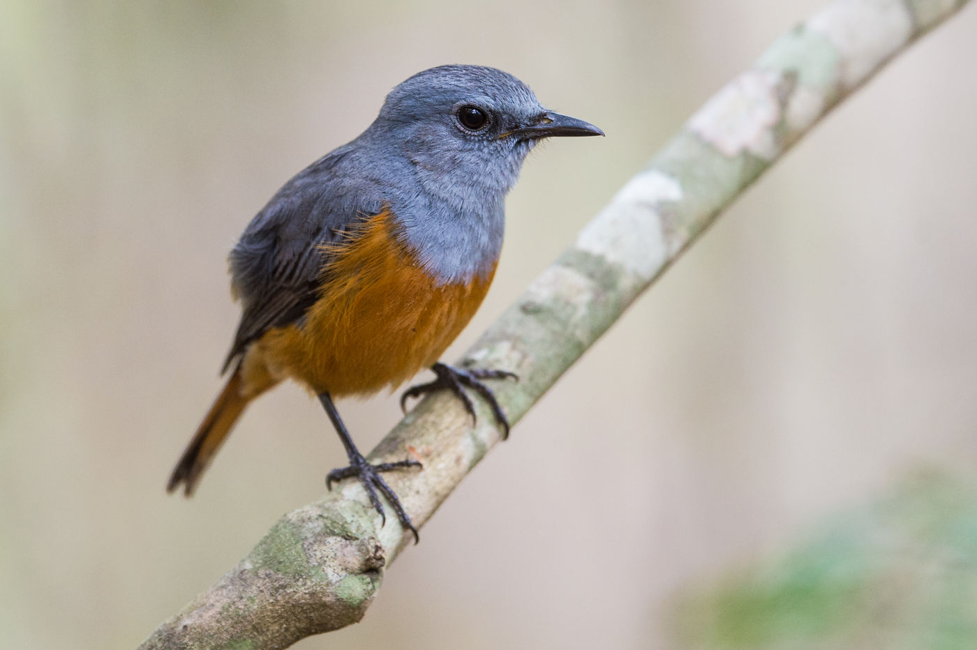 Portrait d'un Forest Rock-thrush, une espèce endémique. © Billy Herman