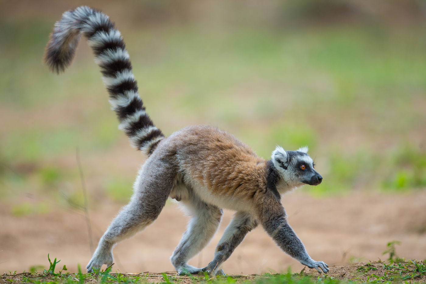 Un Ring-tailed Lemur traverse le chemin. © Billy Herman