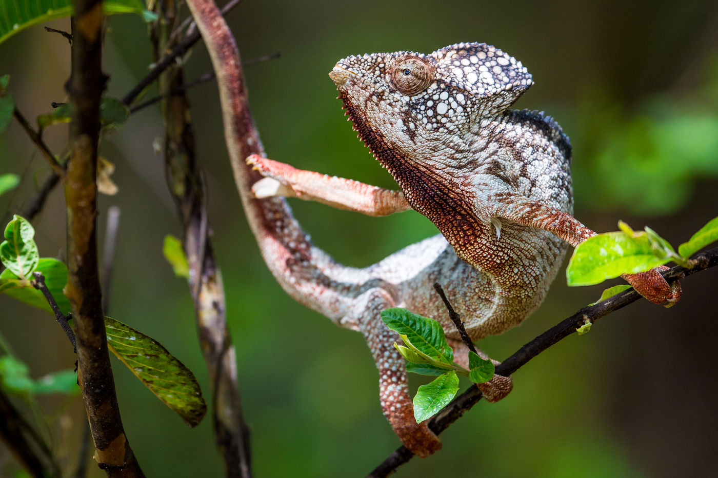 Les changements de couleurs réalisés par certains caméléons sont réellement impressionants. © Billy Herman