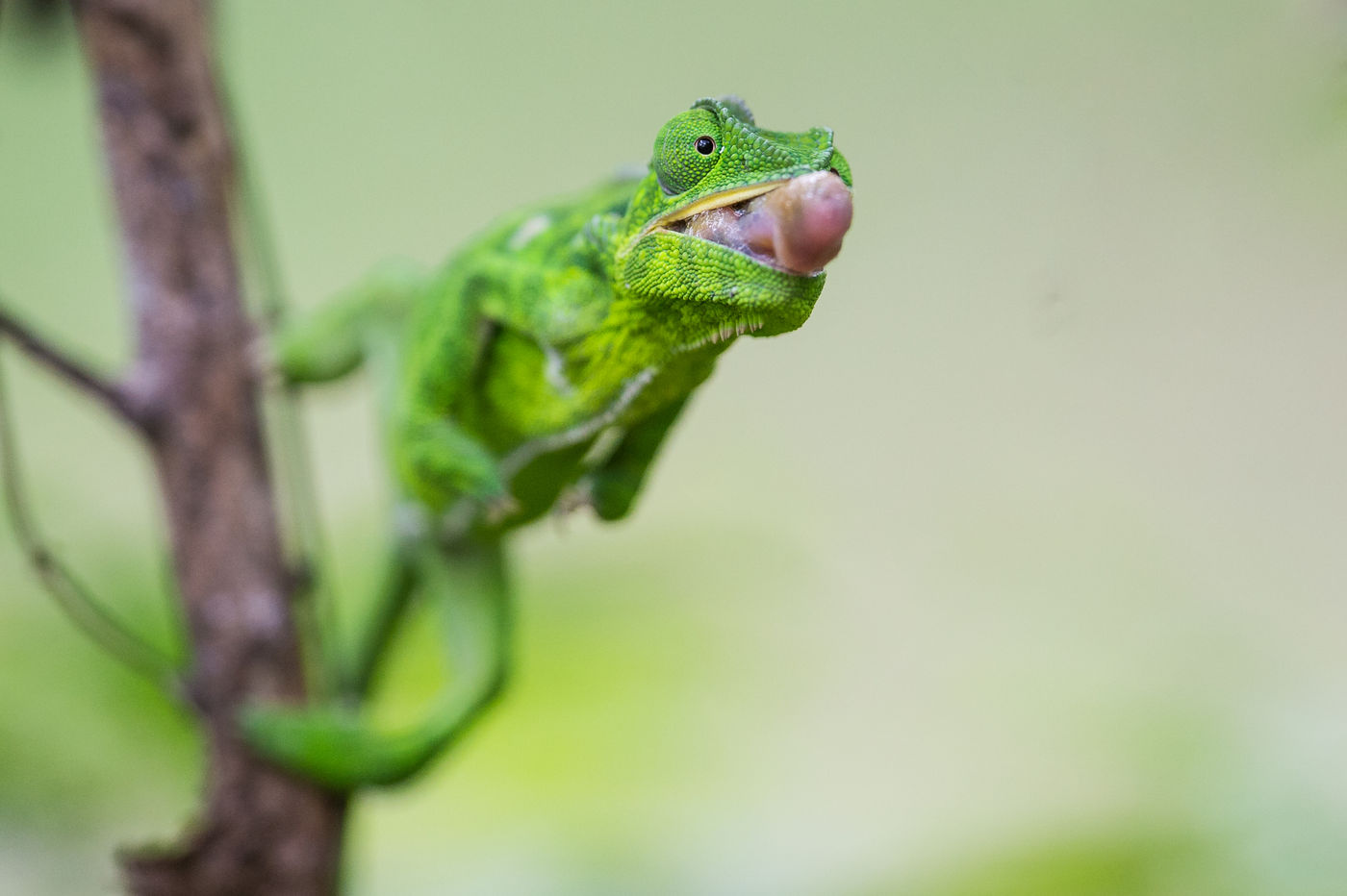 Ce caméléon se prépare à faire feu. © Billy Herman