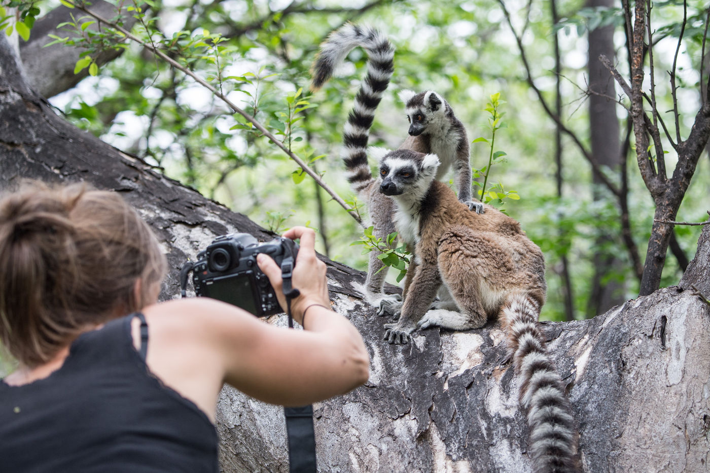 Annelies en plein shooting des Ring-tailed Lemurs. © Billy Herman