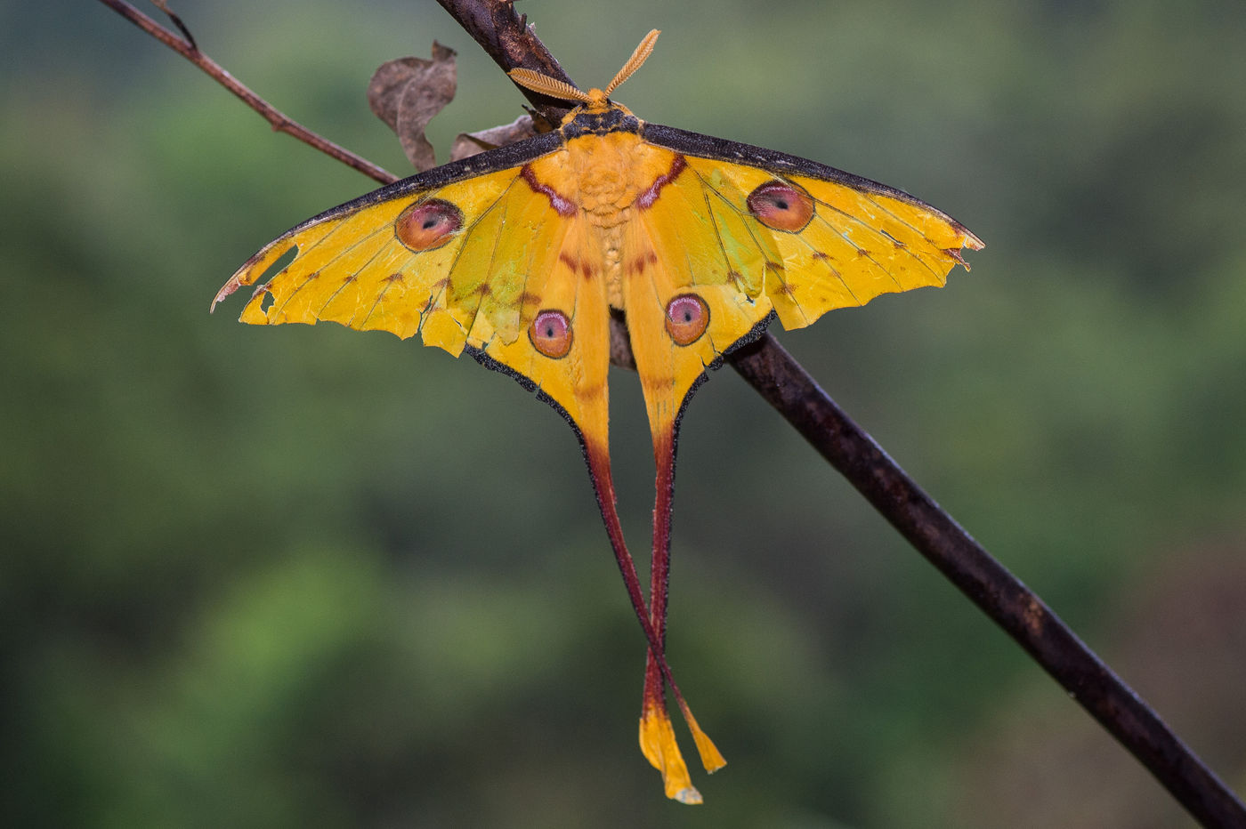 La famile des Saturnidae est réputée pour ses papillons nocturnes magnifiques et défiant toute imagination. © Billy Herman