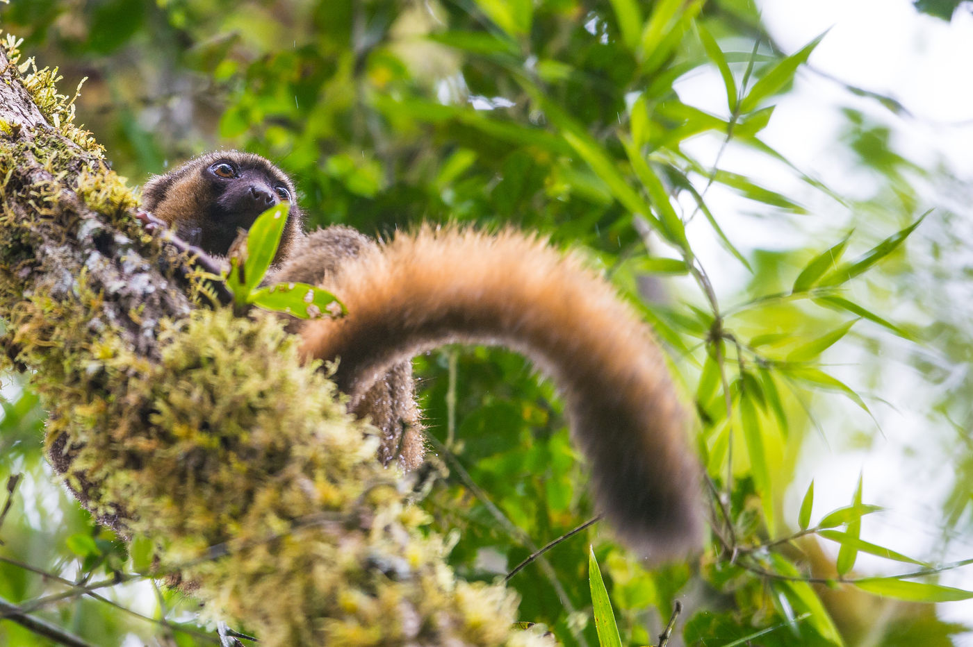 Ce lémurien garde un oeil sur les environs. © Billy Herman