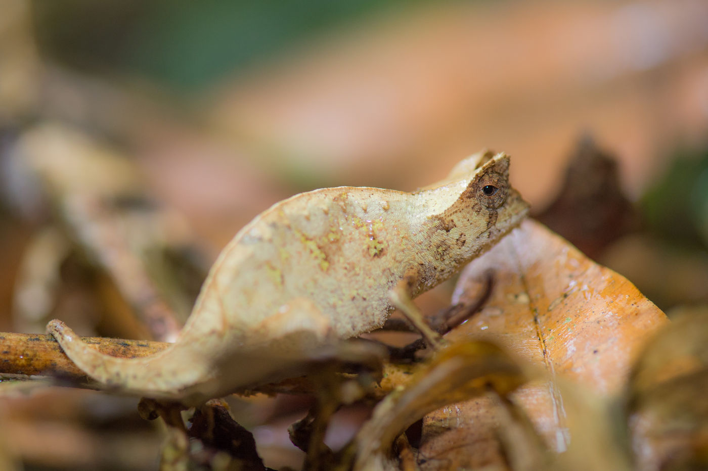 Les Brookesia font partie des caméléons les plus particuliers du pays. © Billy Herman