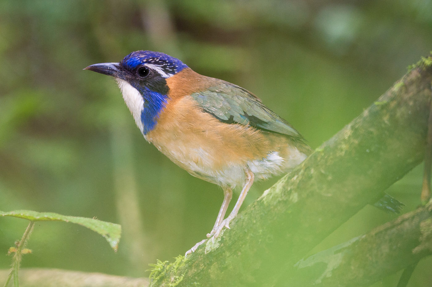 Le Pitta-like Ground Roller porte parfaitement son nom. © Billy Herman