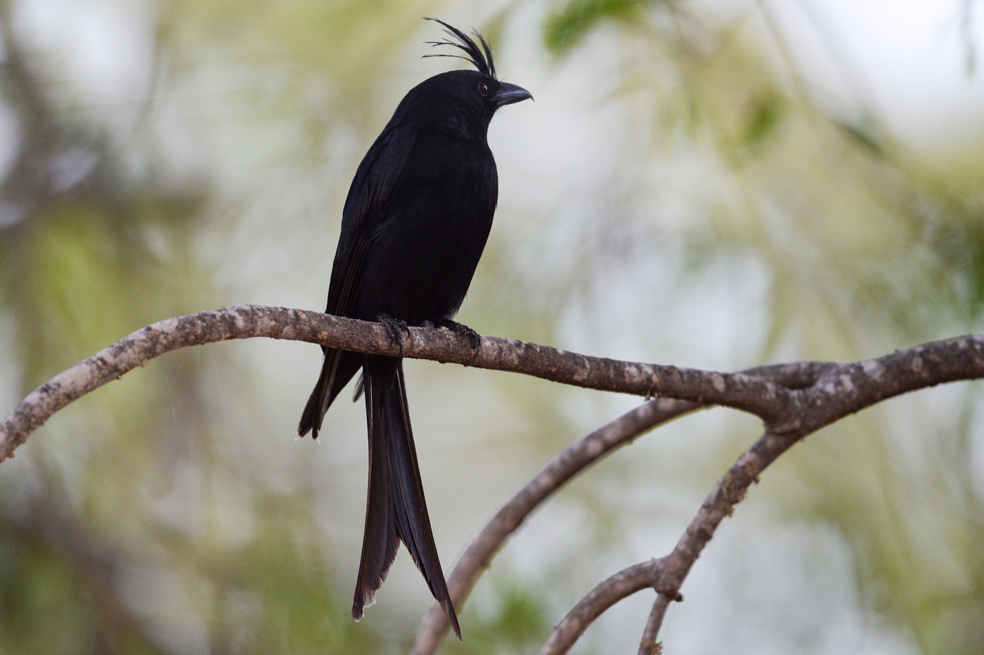 Un Crested Drongo à proximité de son nid. © Billy Herman