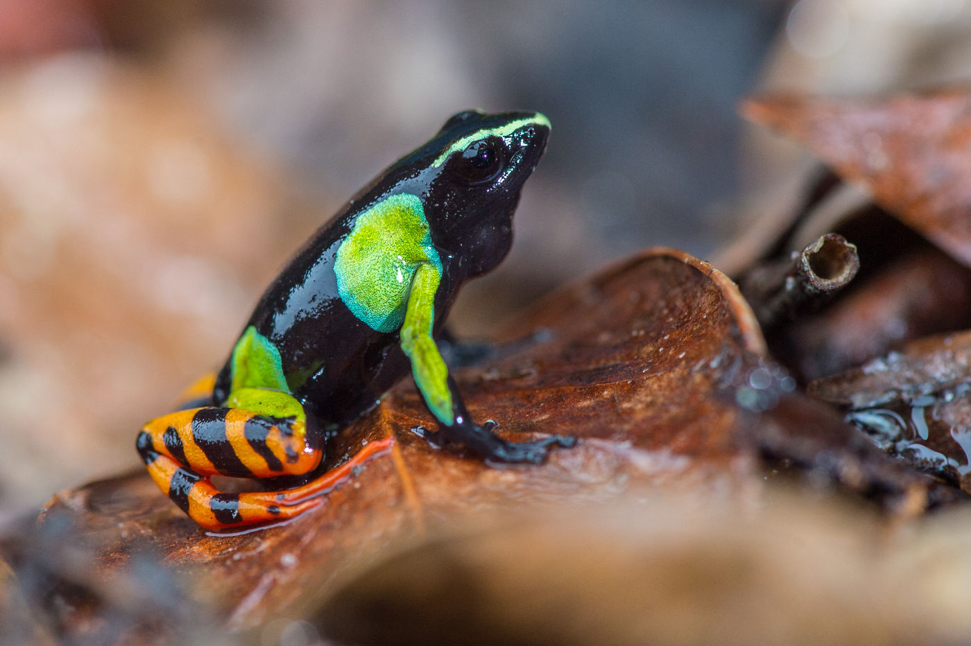 Barron's Mantella, l'une des espèces les plus toxiques de Madagascar! © Billy Herman