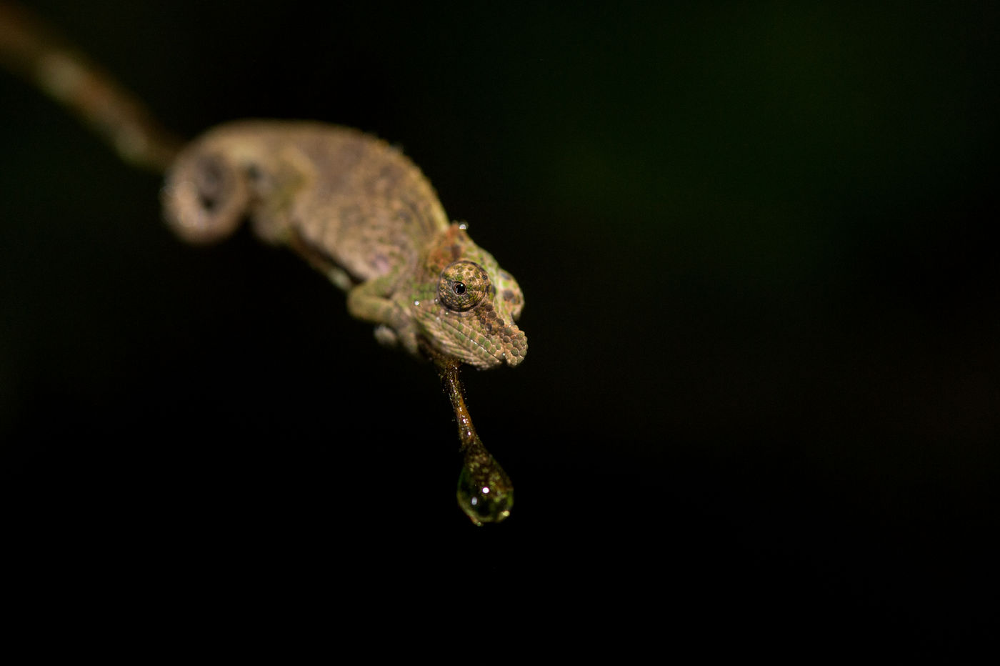 De nombreux caméléons se trouvent sur l'île. © Billy Herman