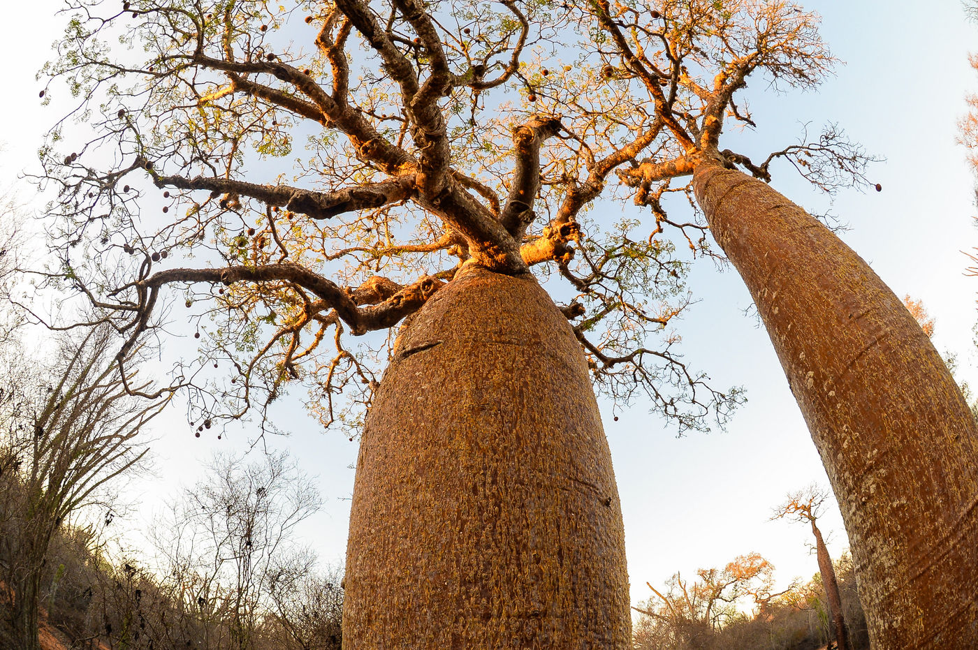 Photographier les baobabs avec le fisheye donne des images uniques. © Billy Herman