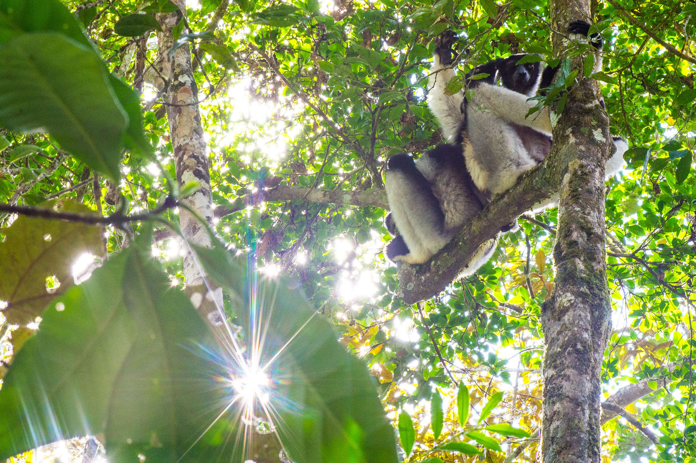 Beaucoup de lémuriens sont grégaires et aiment se prélasser ensemble sur les branches les plus hautes. © Billy Herman