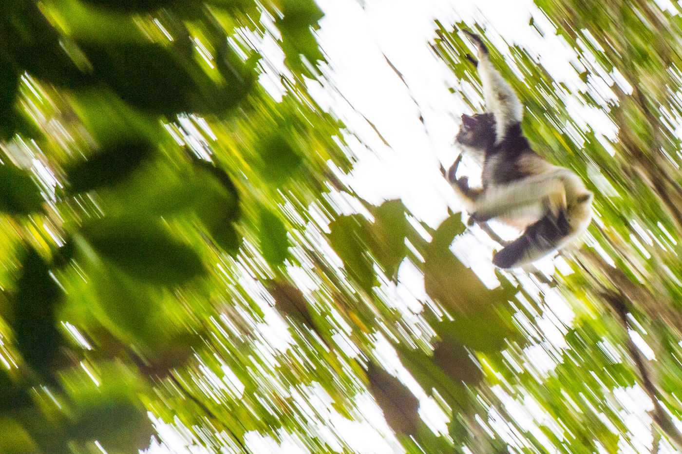 Une photo abstraite d'un indri traversant la forêt à toute allure. © Billy Herman