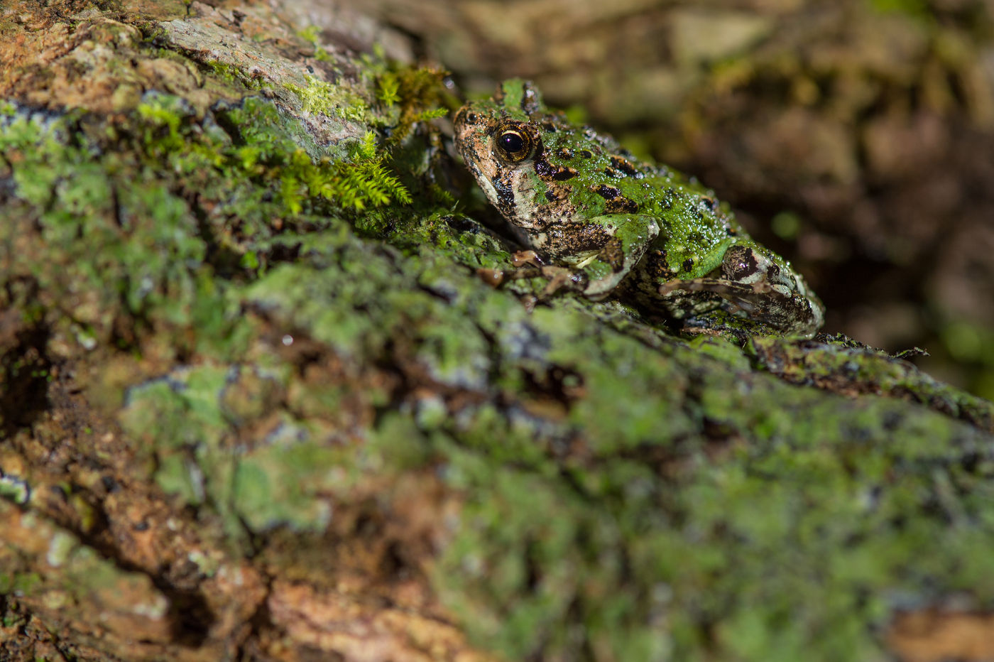 Une Green Burrowing Frog explore les environs. © Billy Herman