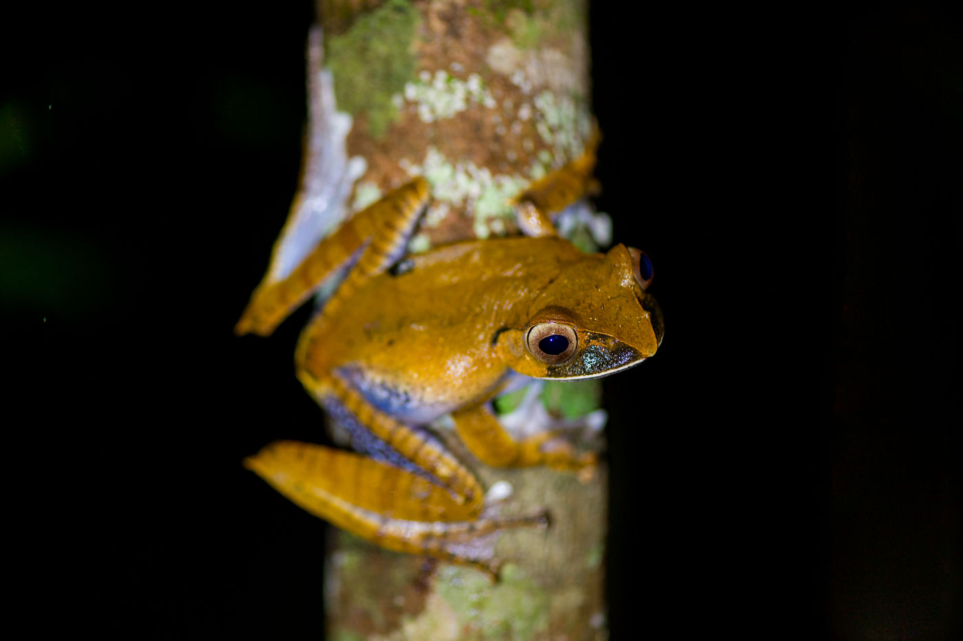 Madagascar abrite des centaines d'amphibiens endémiques. © Billy Herman