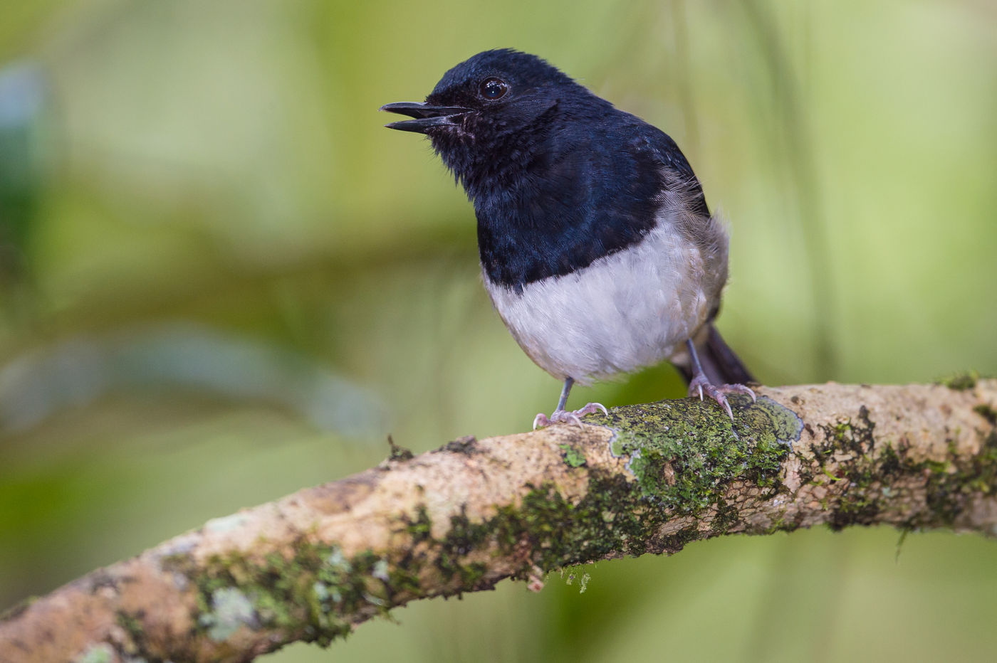 Le Madagascar Magpie-robin se repère souvent grâce à son cri retentissant. © Billy Herman