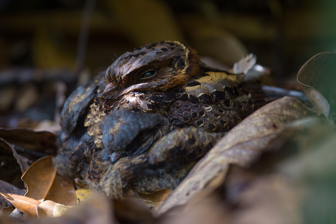 Un Madagascar Nightjar sur son nid, avec un jeune en-dessous. © Billy Herman