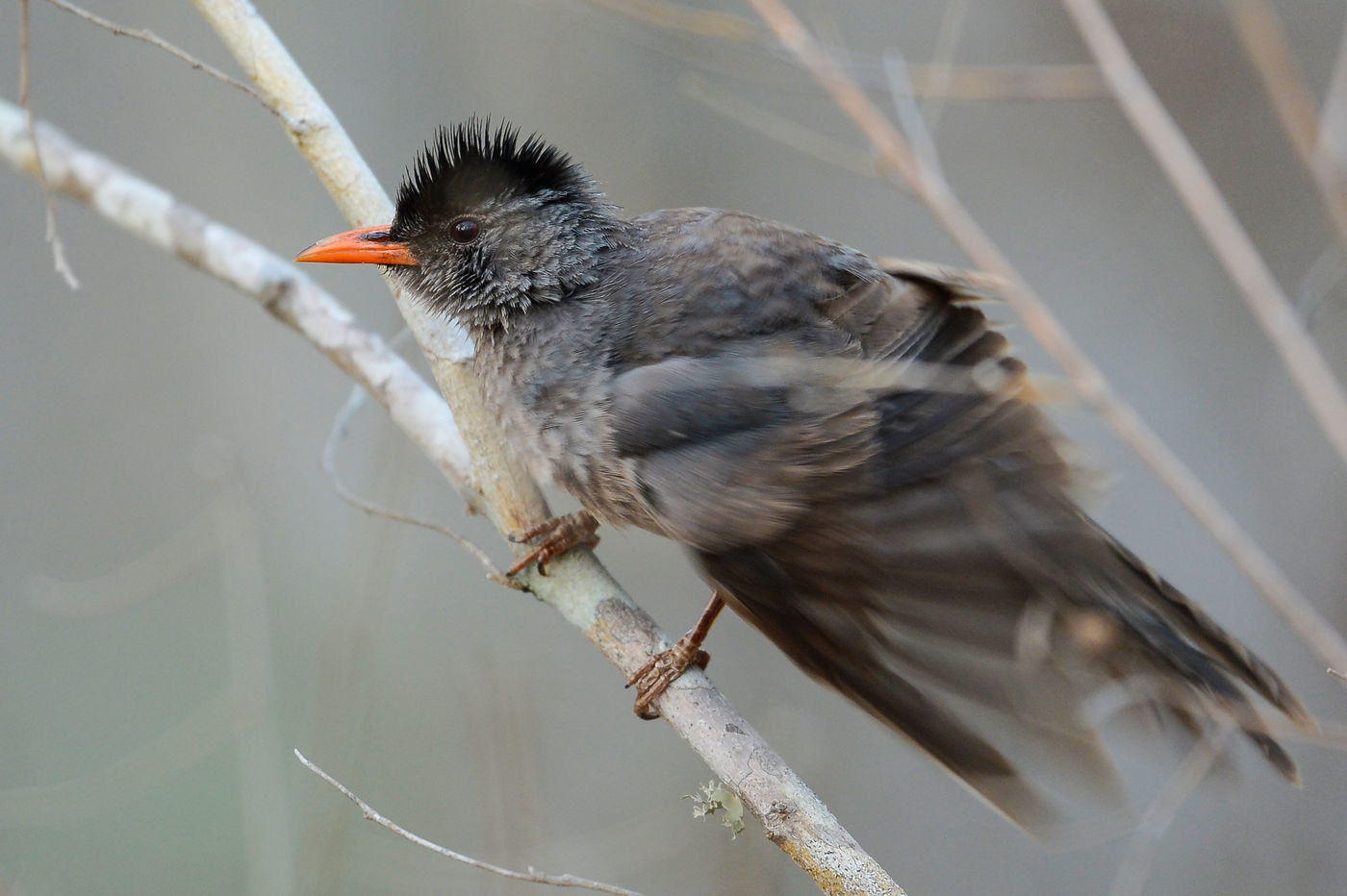 Le Malagasy Bulbul fait partie des quelques espèces de bulbuls que l'on peut observer sur l'île. © Billy Herman